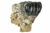 Fossil Desmostylus (Hippo-Like Animal) Molar - California #241178-2